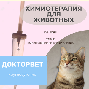 Лечение онкологии у животных