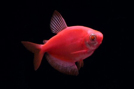 Тернеция GlоFish красная