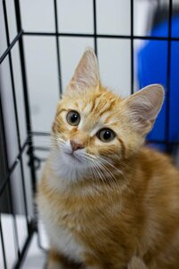 Вакцинация кошки отечественной поливакциной с бешенством