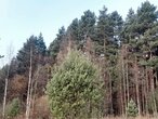 Посёлок «Решетниково», округ Клин - изображение 5