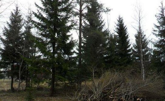 Коттеджные поселки в Ленинградской области - изображение 40