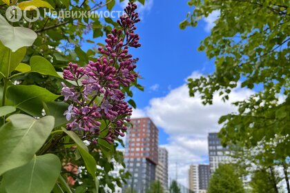 Новостройка, Заельцовская