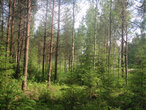 Коттеджный посёлок «Лес-Поле», Всеволожский район - изображение 6