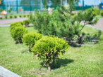 Коттеджный посёлок «Прилесная Усадьба», Всеволожский район - изображение 6