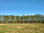 Посёлок «Березовая Роща», Одинцовский округ - изображение 3