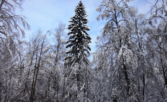 Коттеджные поселки в Московской области - изображение 8