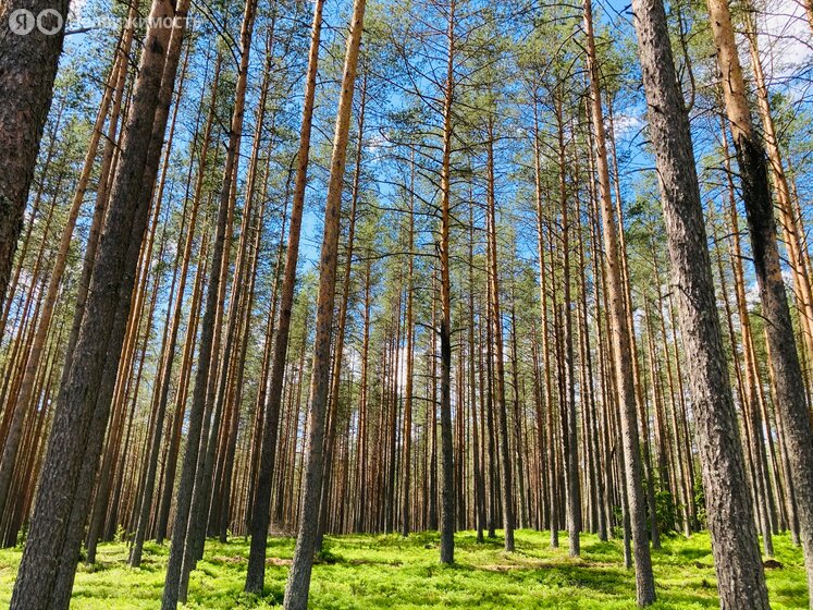 Клубный посёлок «WaterLINE», Приозерский район - изображение 10