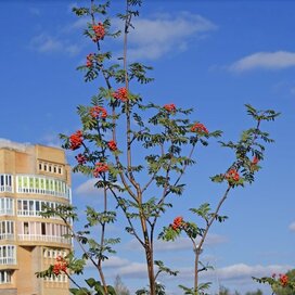 Купить 2-комнатную квартиру в ипотеку в ЖК «Рублевское предместье» в Москве и МО - изображение 4