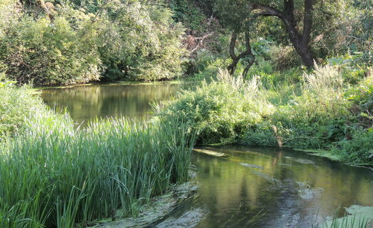 Коттеджные поселки в Московской области - изображение 9