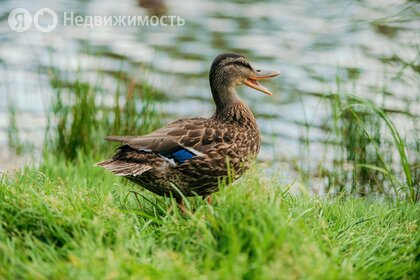 Коттеджные поселки в Всеволожском районе - изображение 25