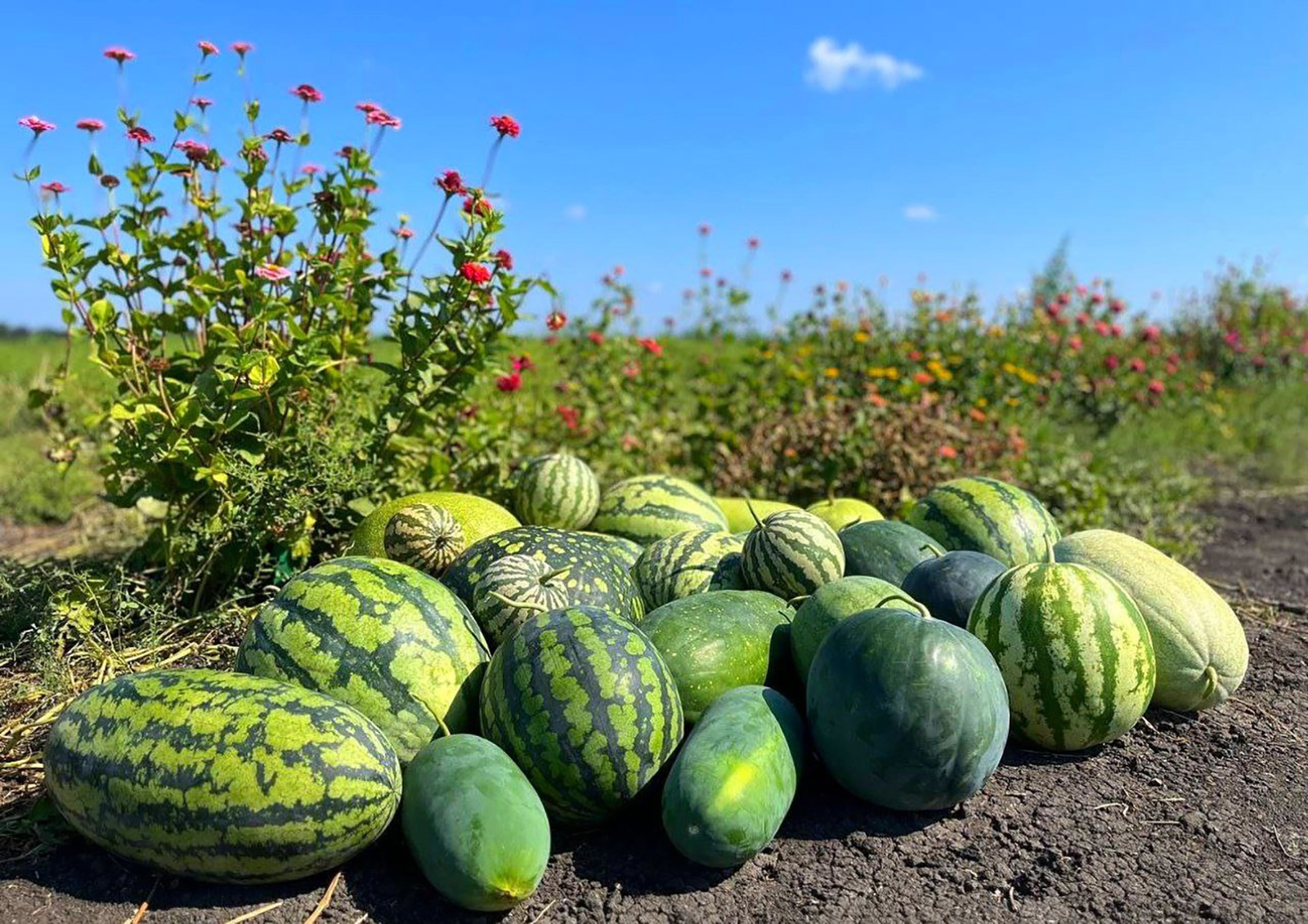  Лунные, оранжевые, белые: какие арбузы растут в Астрахани