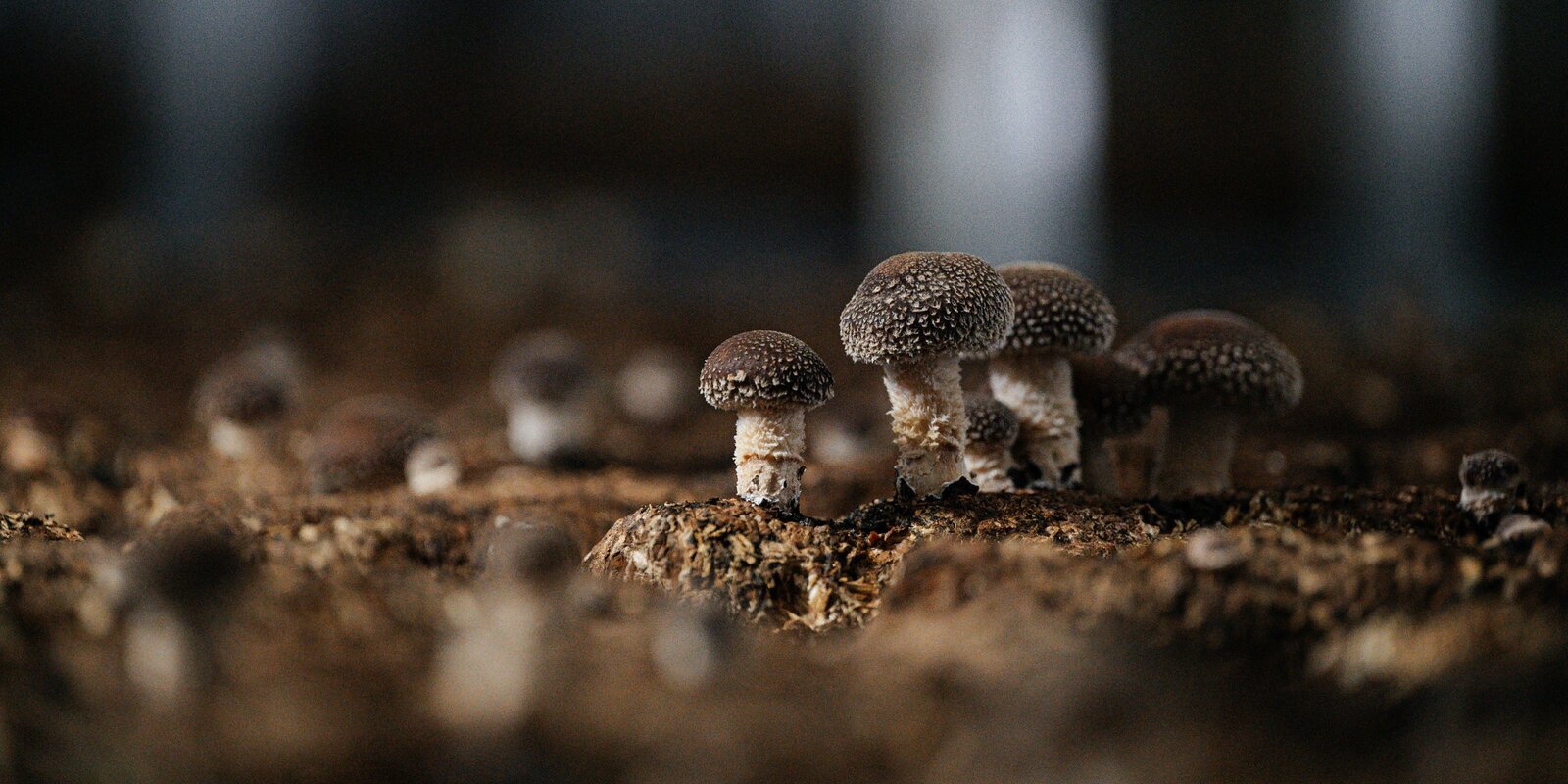 Полиция порносын қараңыз