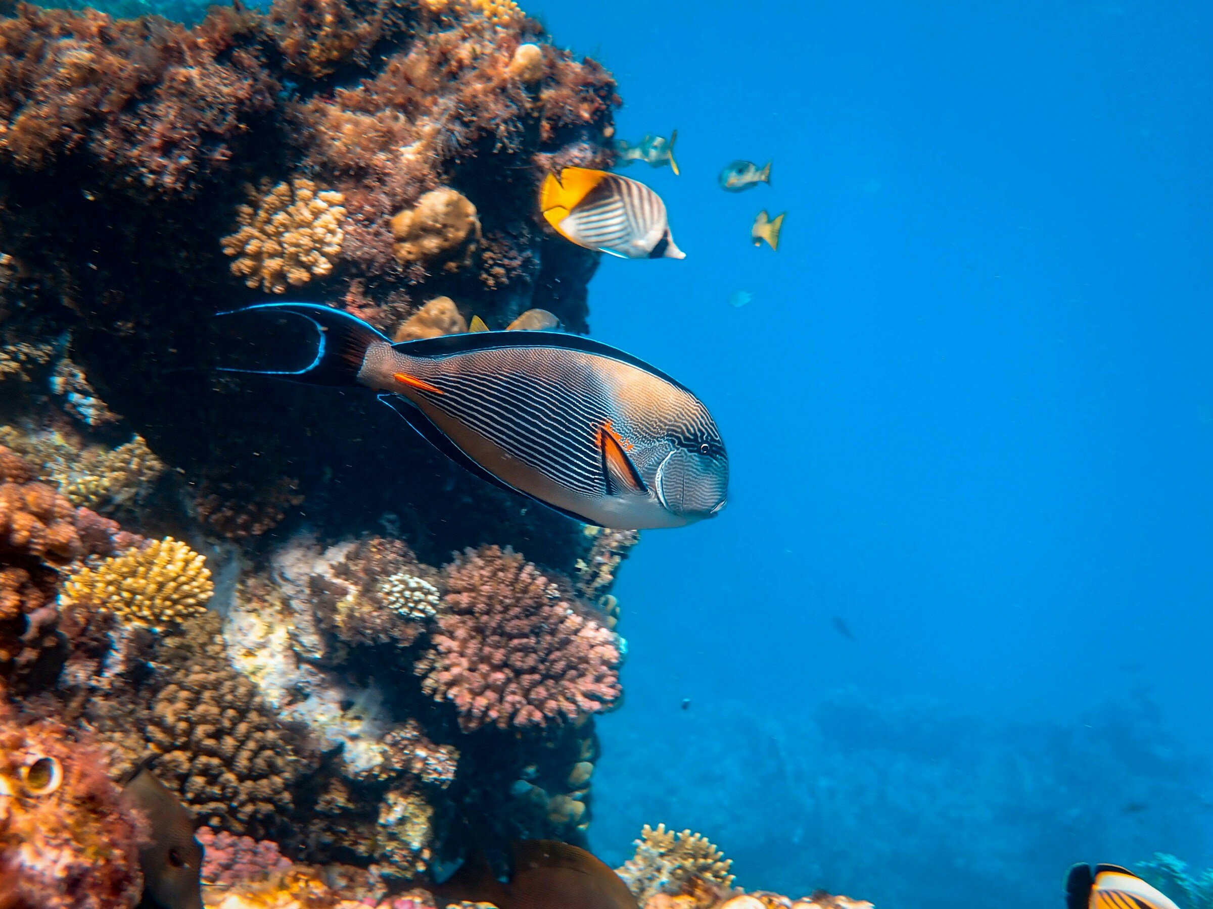 Кораллы и рыбки в Красном море — одни из самых разнообразных и интересных в мире.