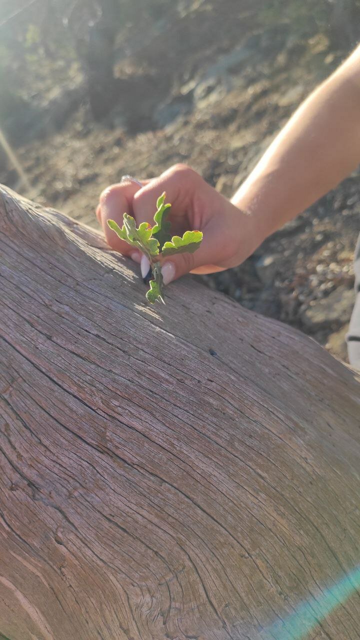 На очередном поваленном стволе можжевельника нашли чудо — маленький дуб.