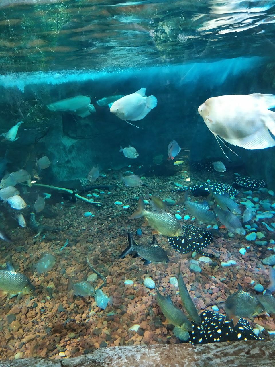 Всего в главном корпусе океанариума 135 аквариумов, где содержатся рыбы и млекопитающие 


