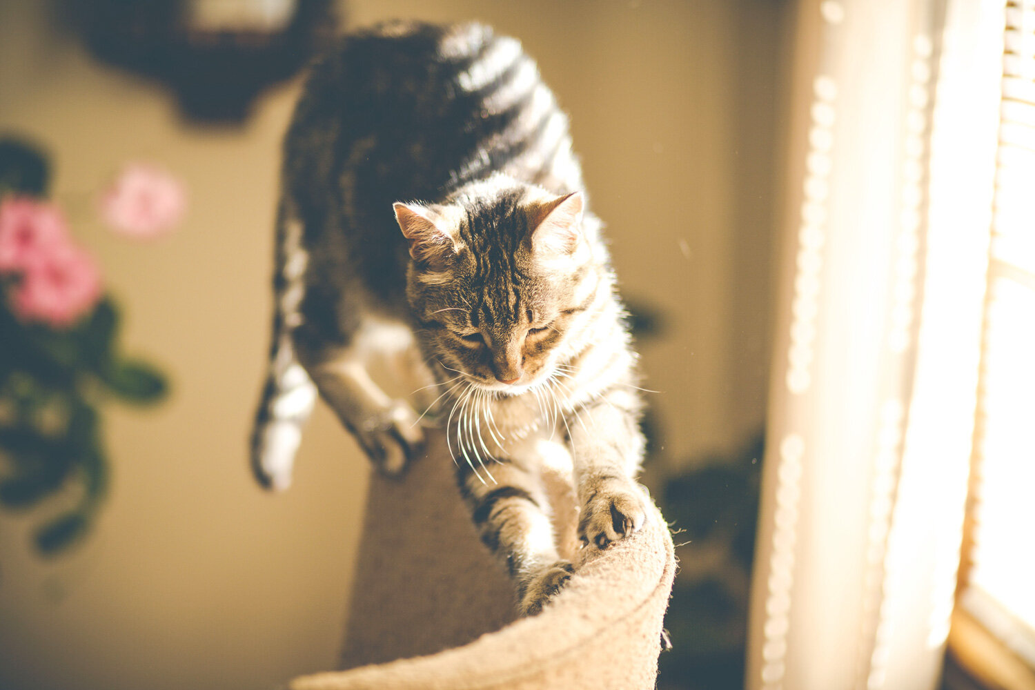 Когти и зубы: как защитить любимую мебель от питомцев