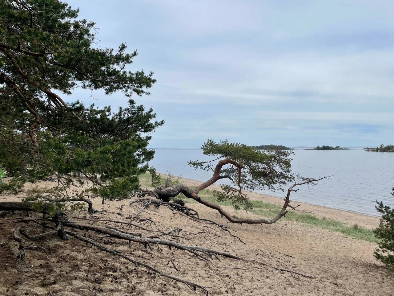 Берег на Койонсаари — сосны и песок, здесь легко почувствовать себя как на курорте.