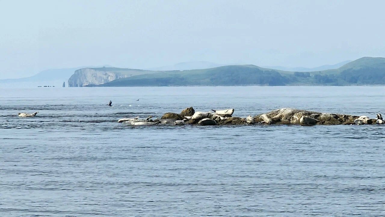 Чистая вода, разнообразная флора и фауна Японского моря привлекают любителей отдыха на побережье.