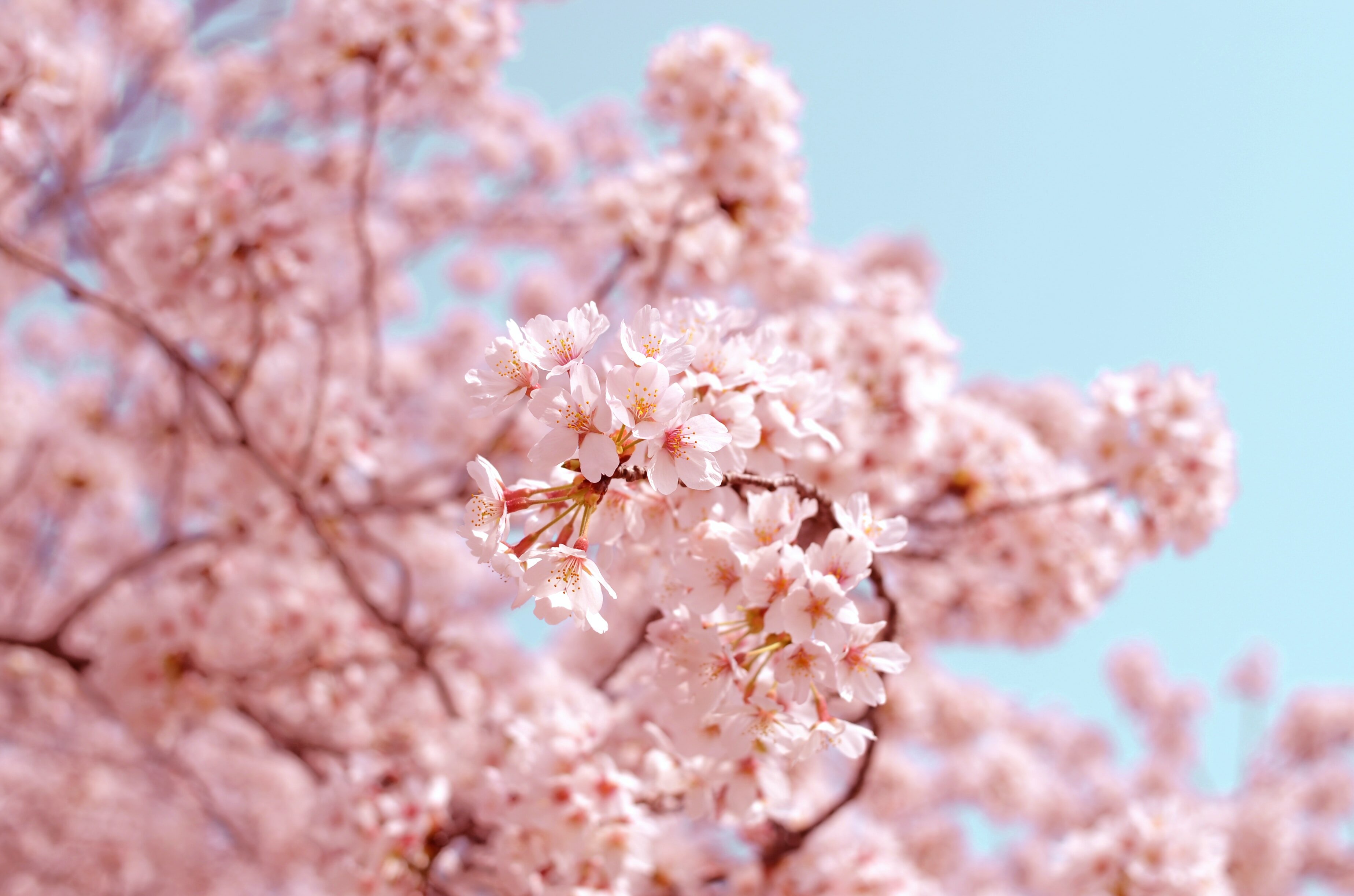 Японский праздник ханами: как проходит фестиваль цветения сакуры в Японии, традиции праздника цветения сакуры — Яндекс Путешествия