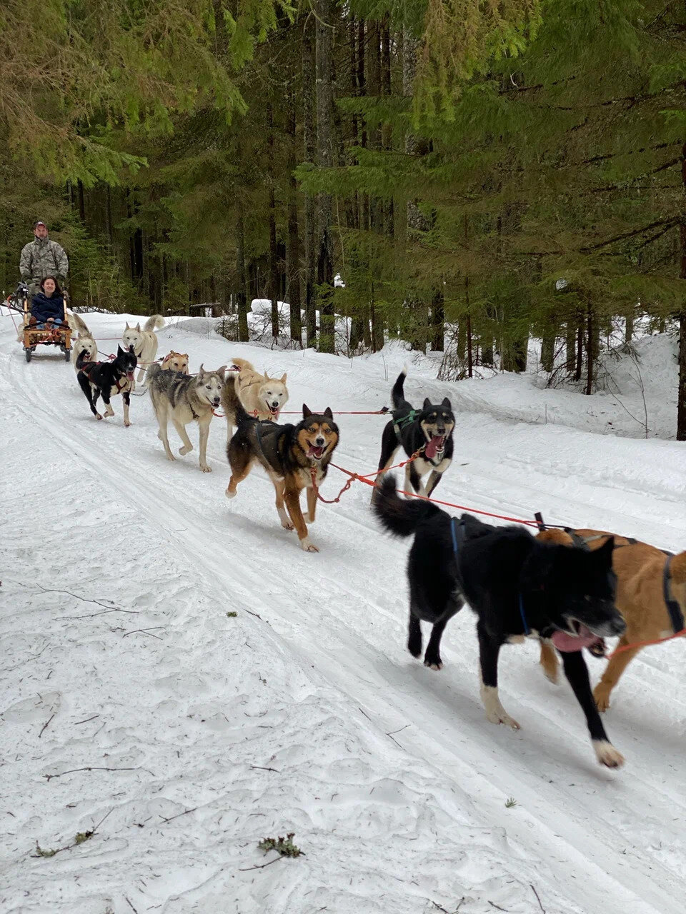 В стандартной упряжке хаски 8 или 10 собак.