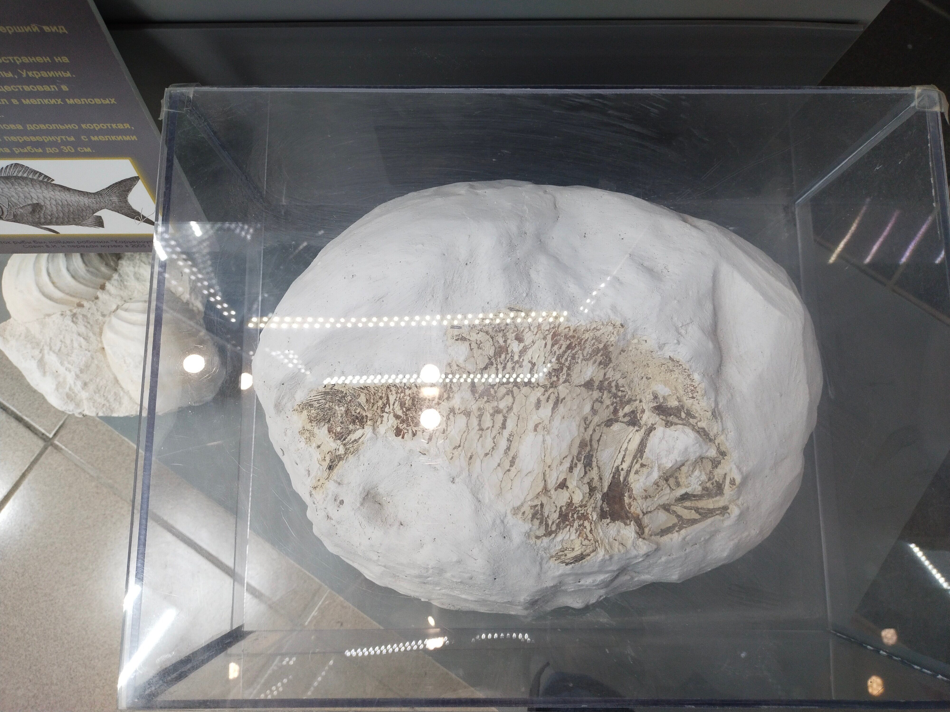 Кусок мела со следами древней рыбы


