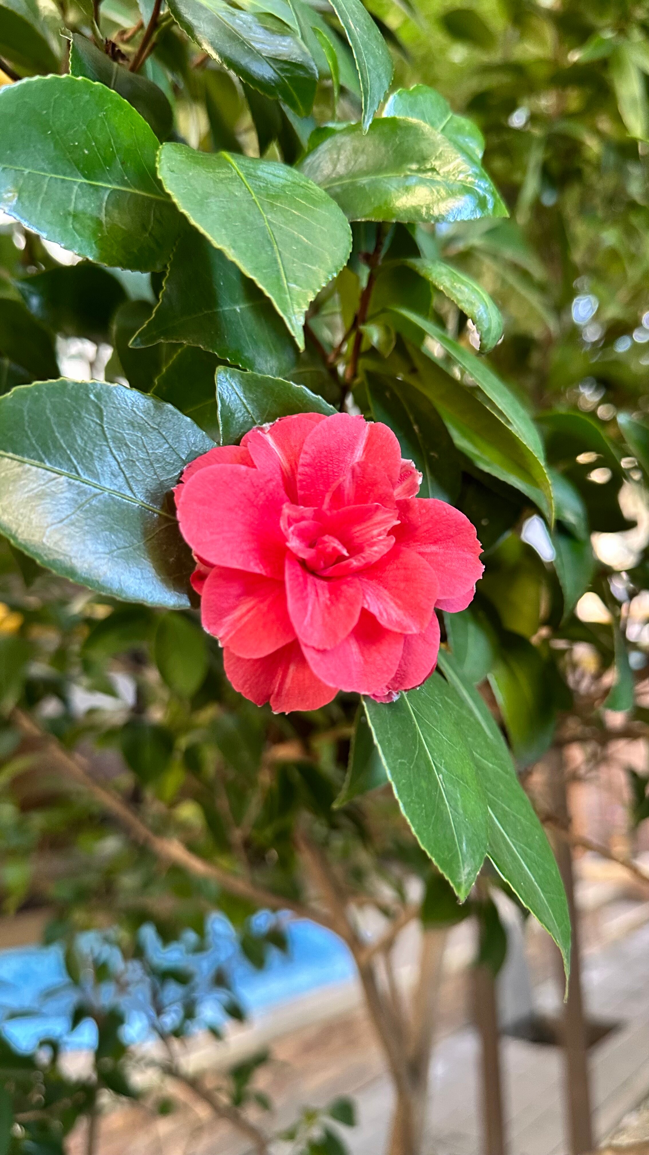 Адлер в марте: бассейн с подогревом, дендропарк и магнолии
