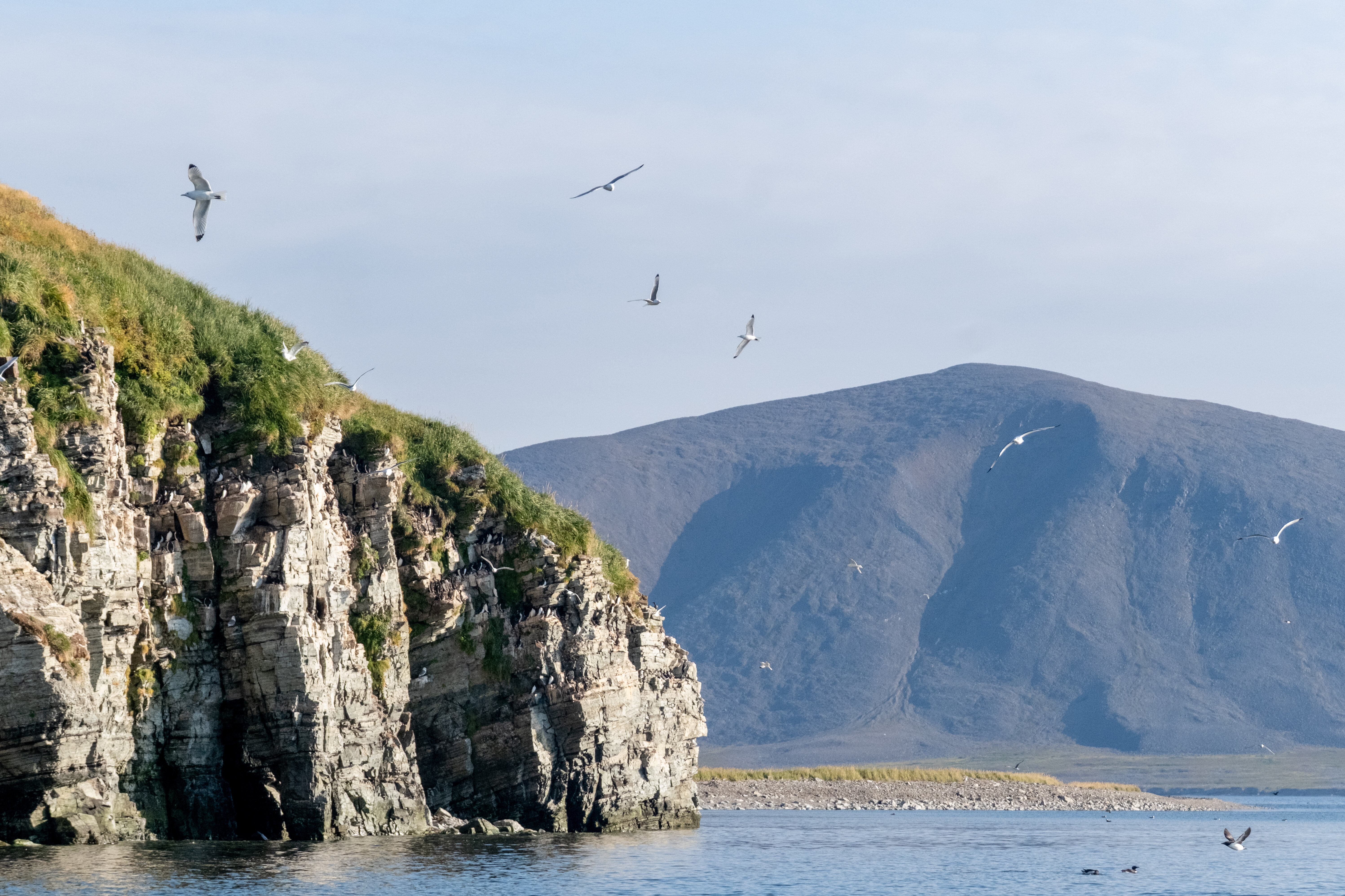 Турпоток на остров Врангеля на Чукотке планируют увеличить в шесть раз