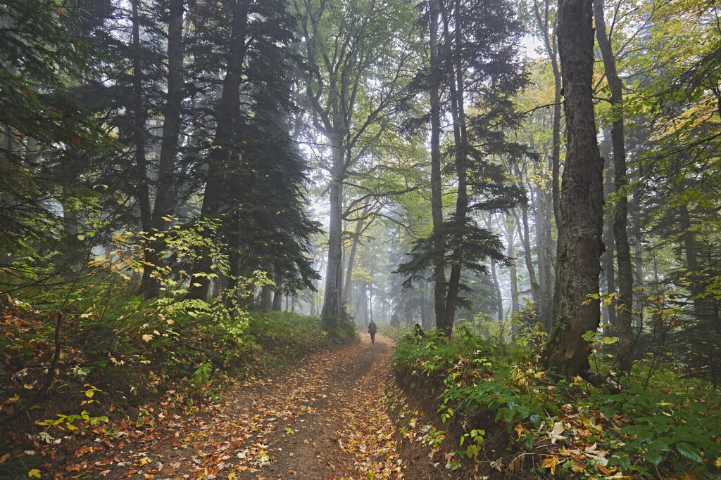 Леса в Кавказском заповеднике удивляют своей величественной
высотой
