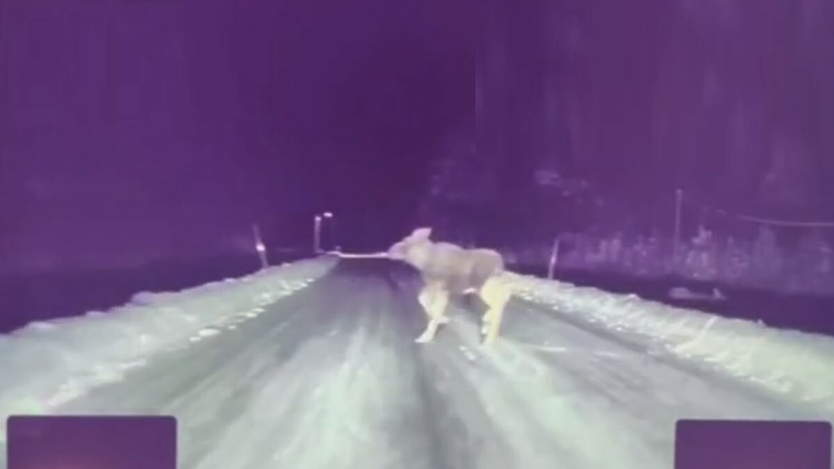 Посмотрите, как Tesla уворачивается от лося на ночной дороге