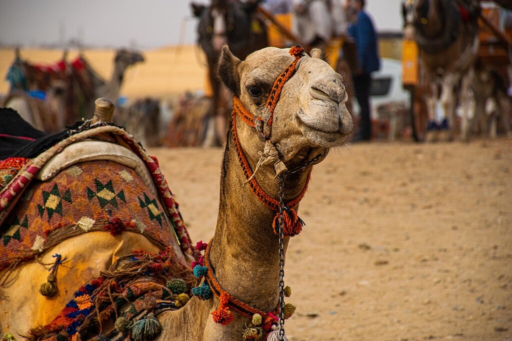 Туристические верблюды в Египте — специальной породы, они не
кусаются и не агрессивны.