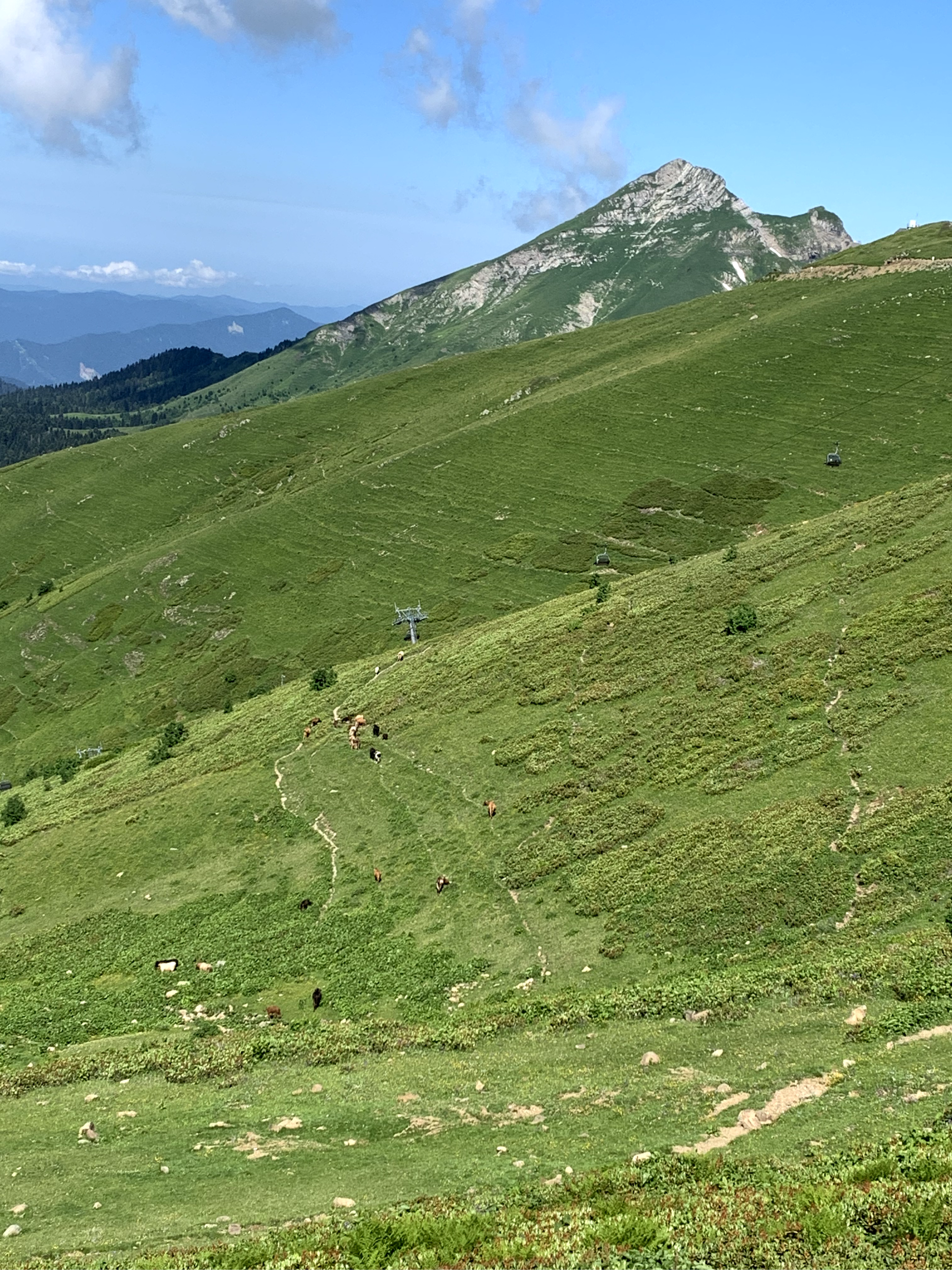 По дороге можно увидеть, как на склонах пасутся коровы.