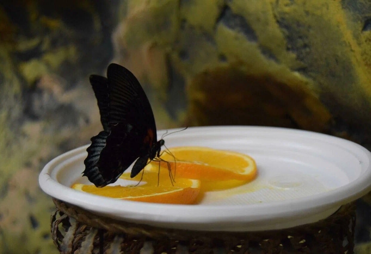 
 
 
  
  
  
  
  
  
  
  
  
  
  
  
 
 
 

 
Бабочки любят апельсиновый сок,
поэтому на ферме стоят тарелки с дольками апельсинов.