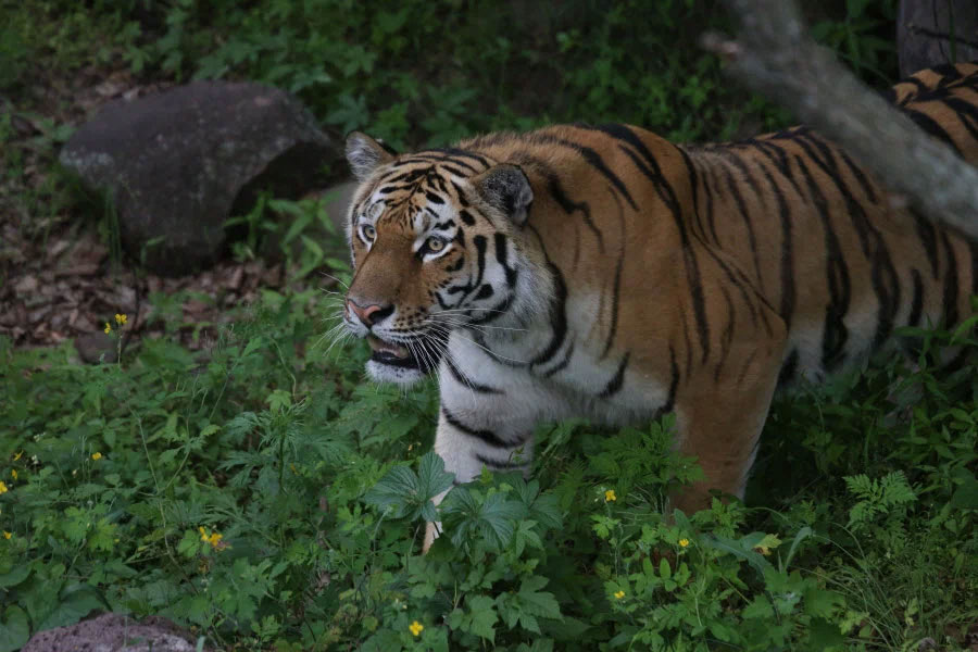 Посетители парка с удовольствием наблюдают за Амуром, тигрицей Уссури и их потомством.