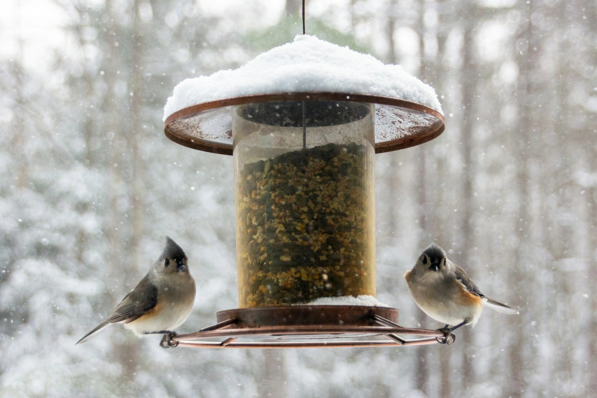 Чик-чирик! Гайд по выбору кормушки для тех, кто хочет открыть ресторан для пернатых
