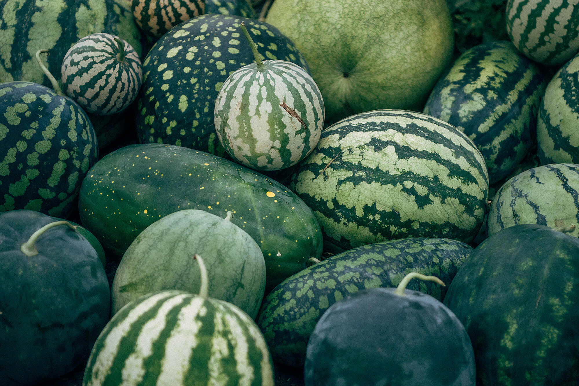 Астраханские красоты: заповедник с лотосами, поющий бархан и арбузы на бахче