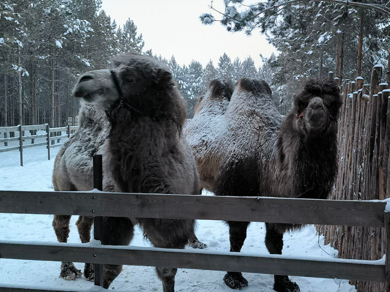 Верблюды в вольере в окружении соснового леса.