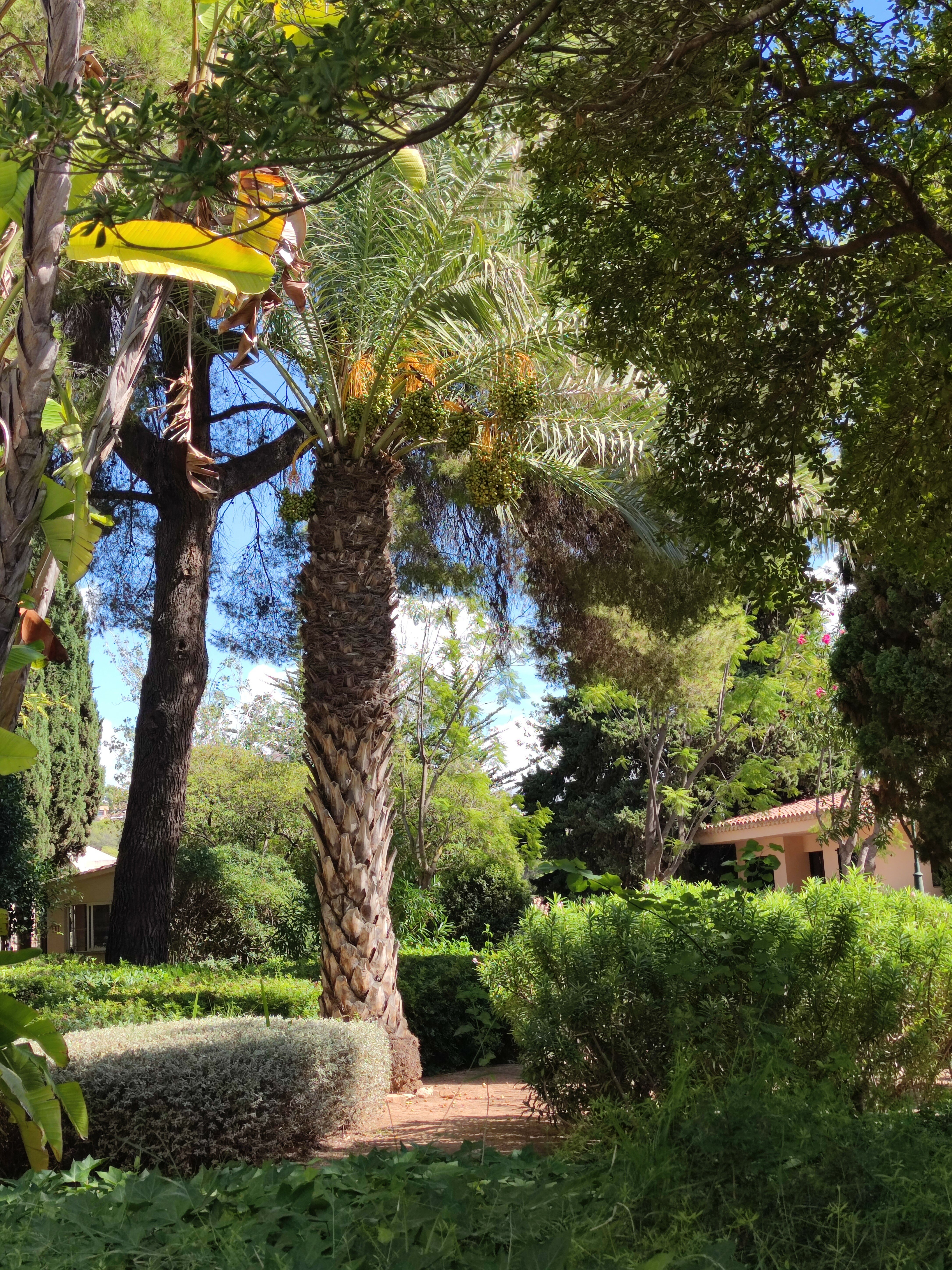 И пусть тебе приснится Пальма-де-Майорка