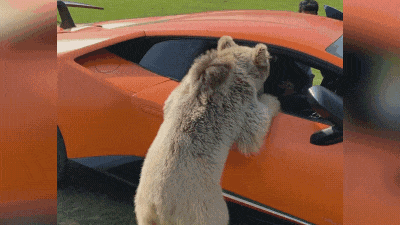 Видео: что бывает, когда медведь пытается забраться в Lamborghini