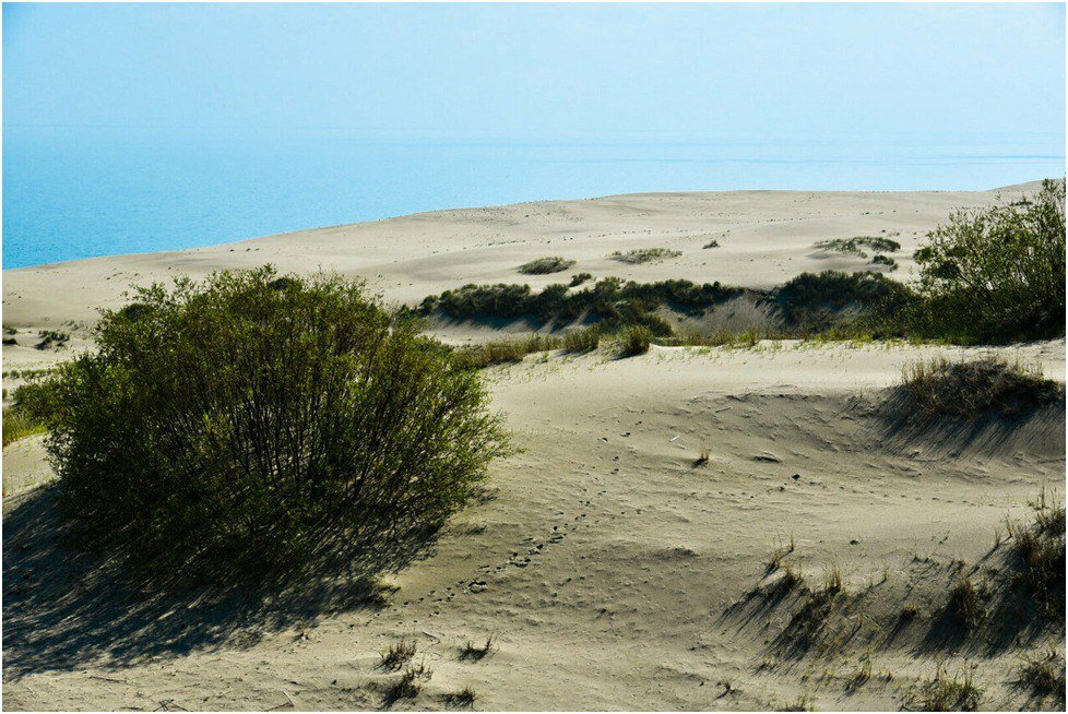 Куршская коса на берегу Балтийского моря: бескрайние пески, дюны и танцующий лес