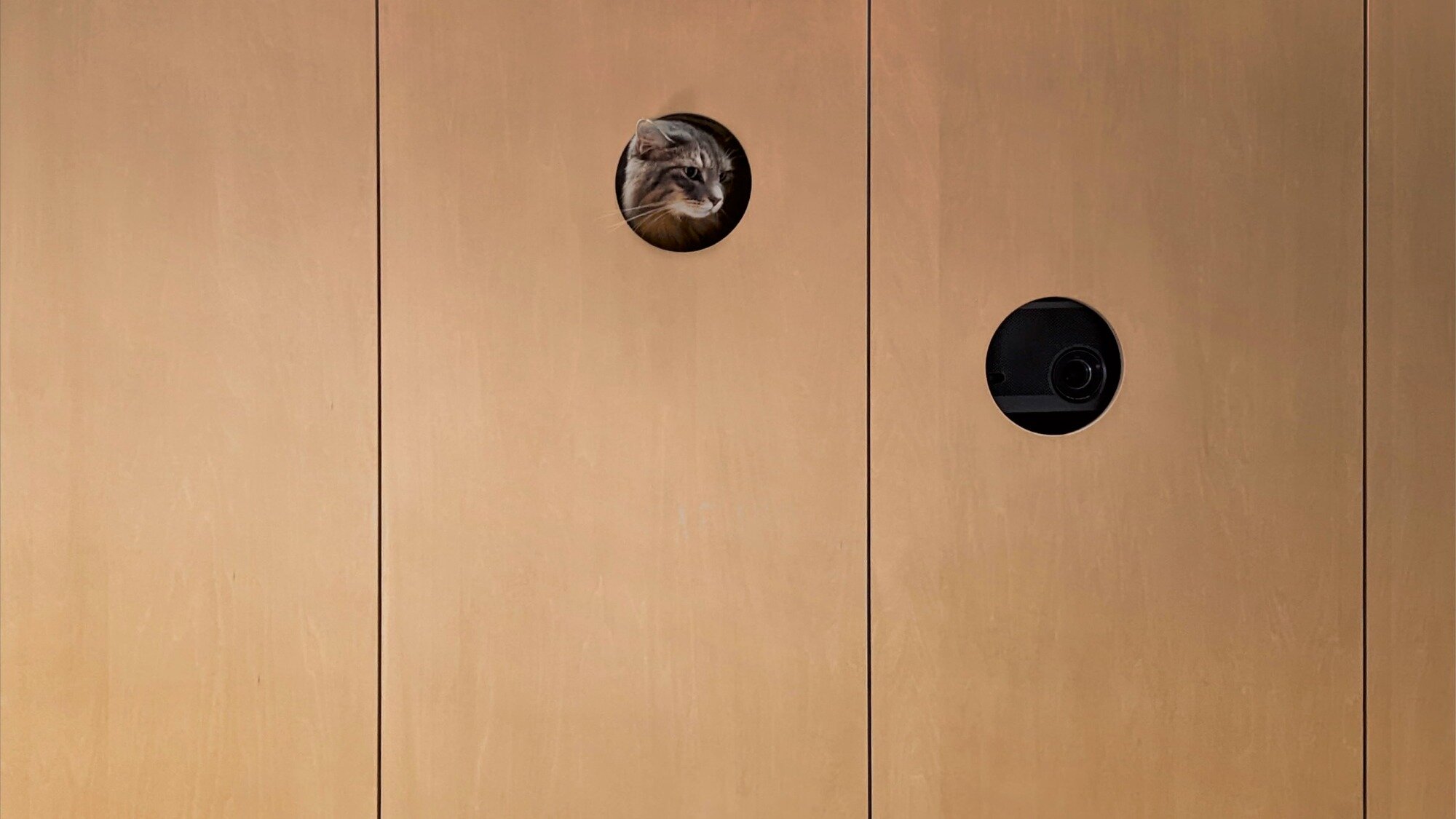 Кошачьи апартаменты внутри людских: японский фотопост