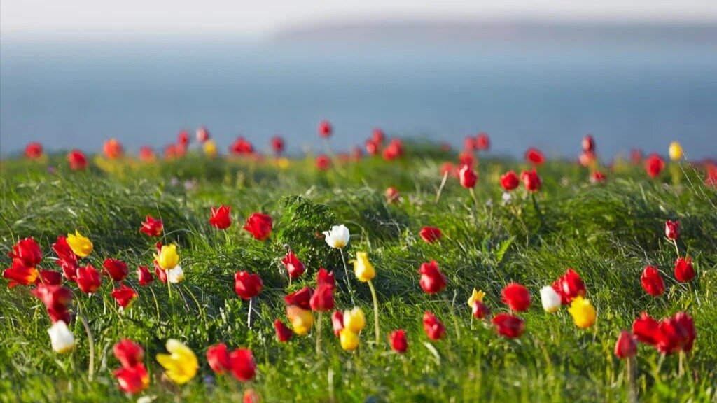 Отдых в Ростовской области на природе: «полуостров тюльпанов», донские мустанги и Манычская долина