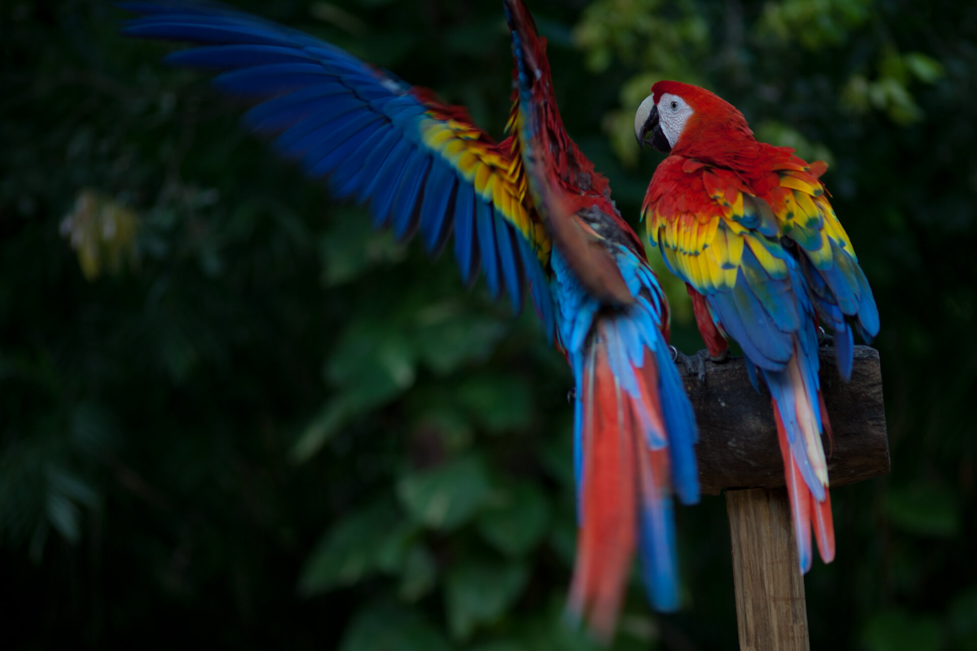 Роскошные
попугаи ара встречаются во всех уголках парка Шкарет.