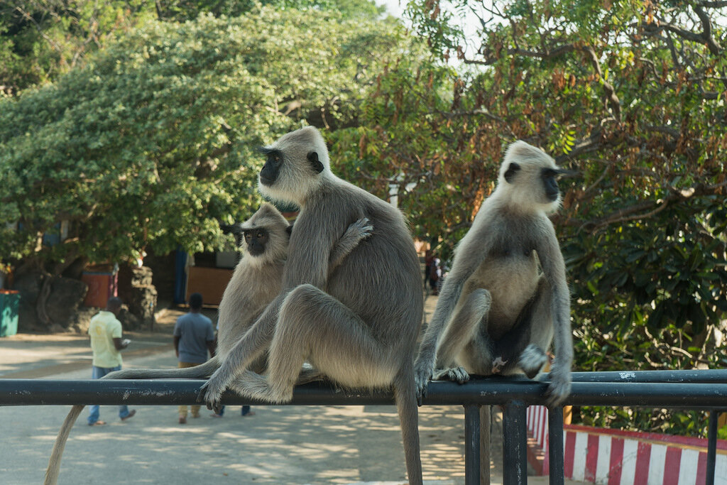 Обезьяны-лангуры
на территории форта Фредерик.