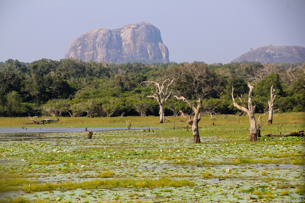 В
Яле преобладает пустынный ландшафт, где саванны чередуются с лесистыми
участками — там животные пережидают жару.