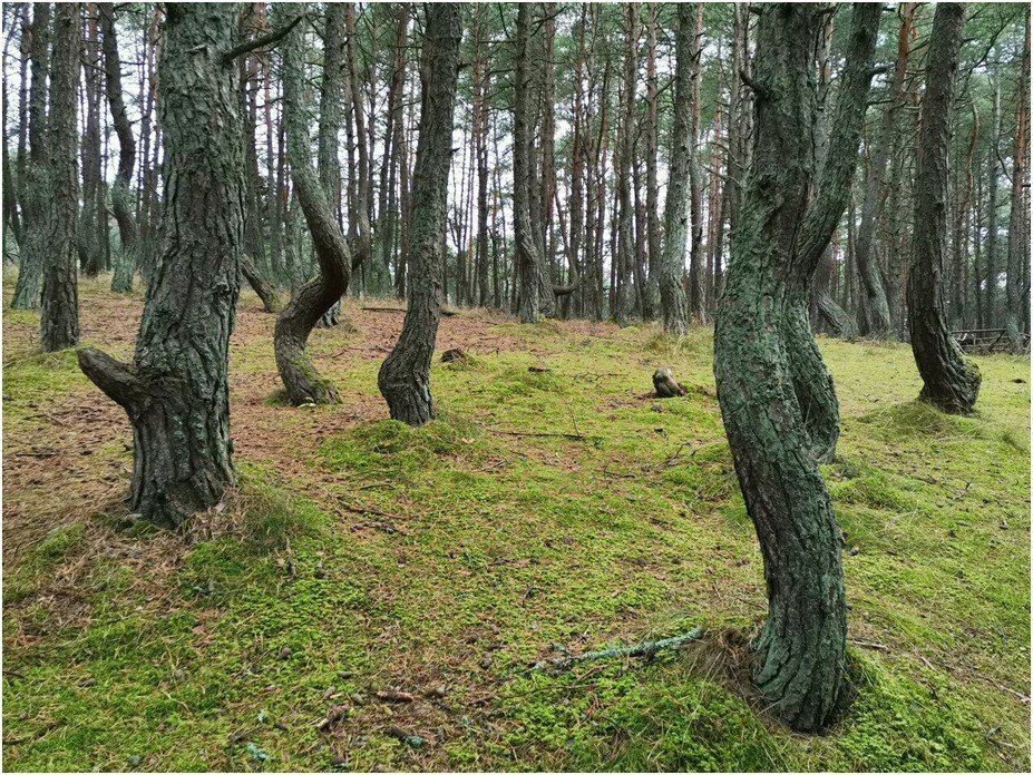Легенда гласит, что Танцующий лес появился на Куршской косе много лет
назад, когда здесь ещё жили пруссы, которые поклонялись деревьям.