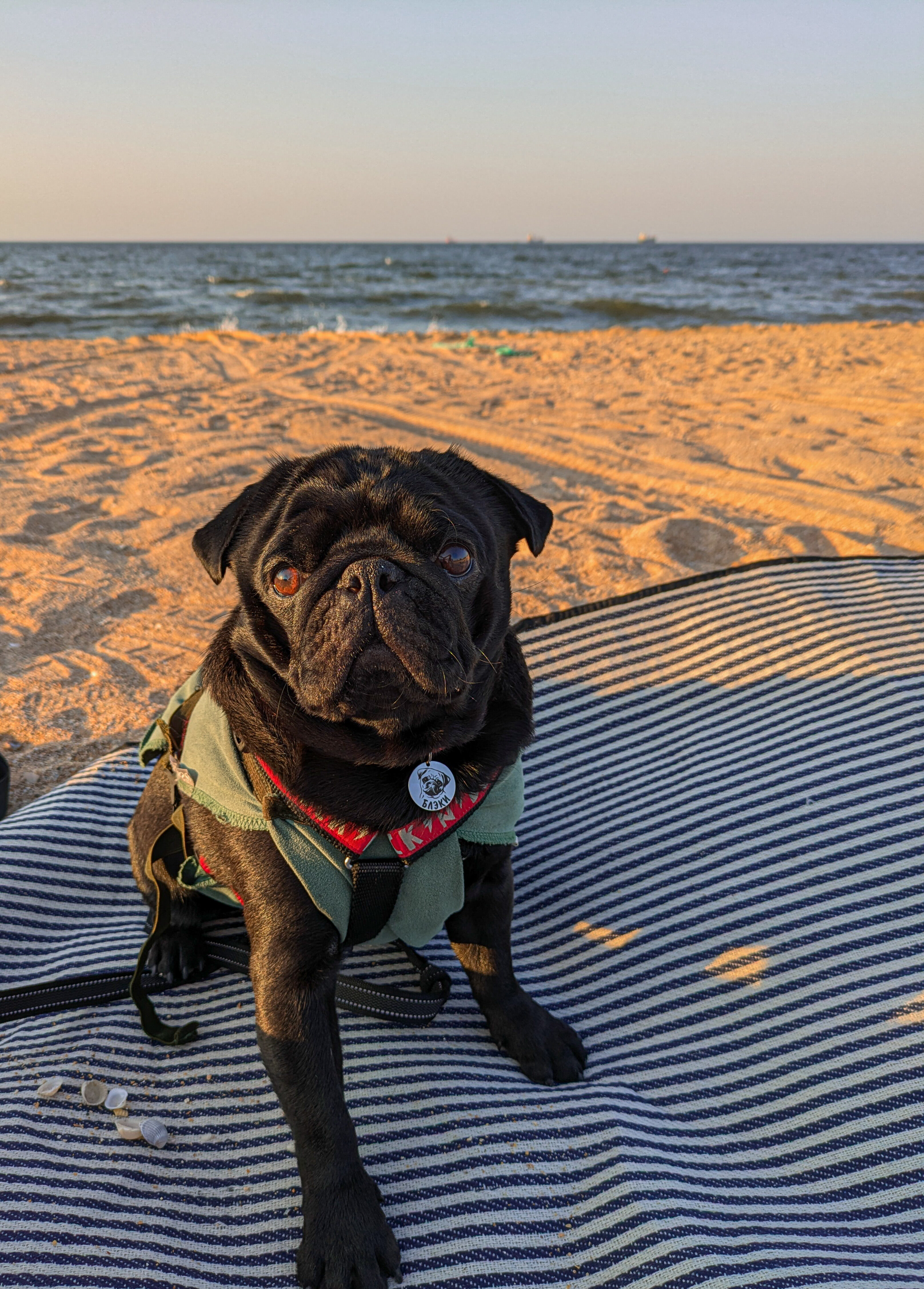 Путешествие с собакой на юг в станицу Голубицкая: трудности и впечатления 