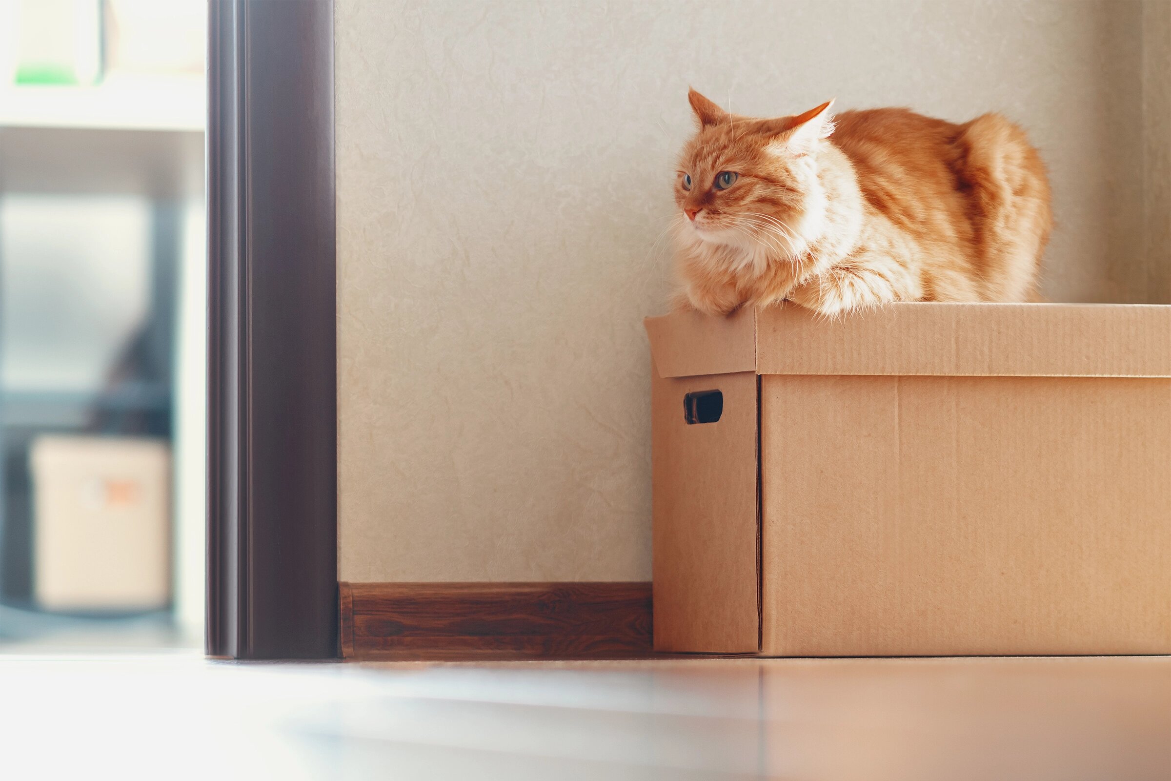 Что купить в новостройку сразу, а что может подождать: гайд от эксперта