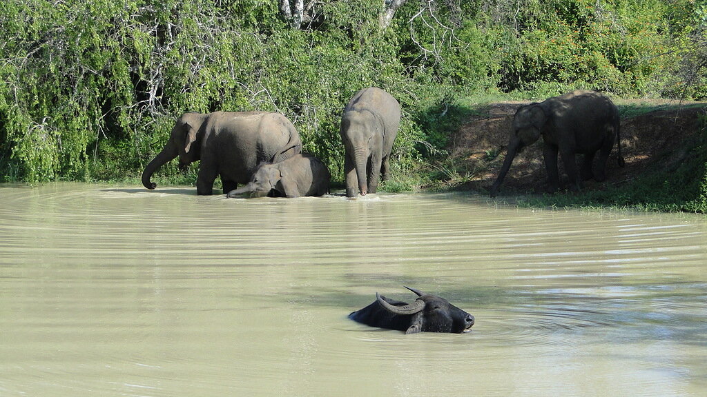 В
программу входит заезд на водопой, где больше всего шансов встретить стада
буйволов и слонов, а также неуловимых леопардов.