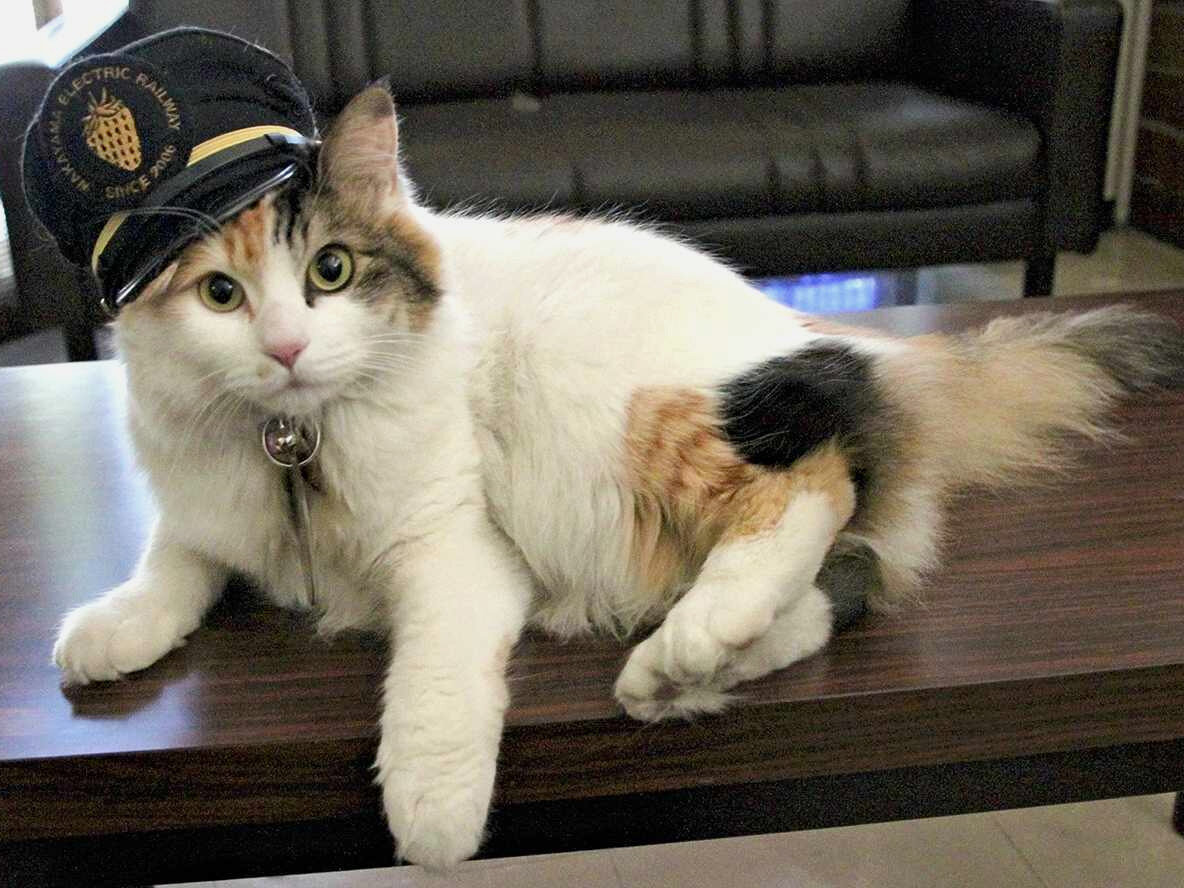 В Японии умерла кошка Нитама, которая работала смотрительницей вокзала