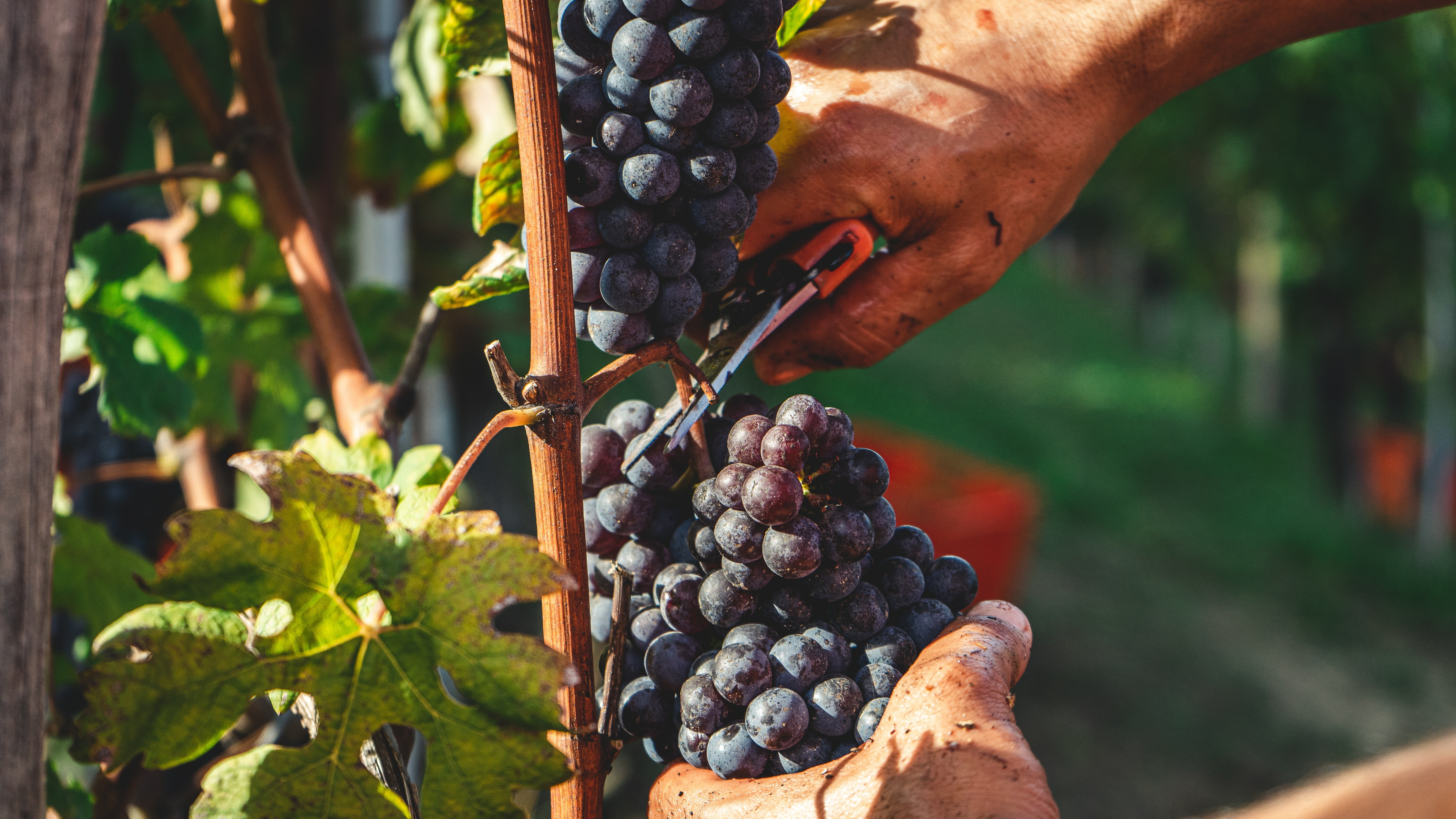 Если
хотите помочь с урожаем, следите за сезонностью: например, сбор
винограда в Краснодарском крае проходит в сентябре и начале октября
